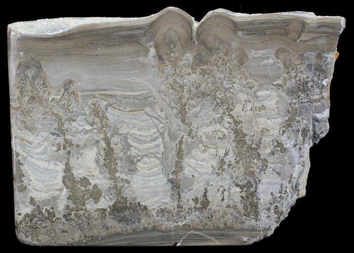 Triassic Aged Stromatolite Fossil - England #67420